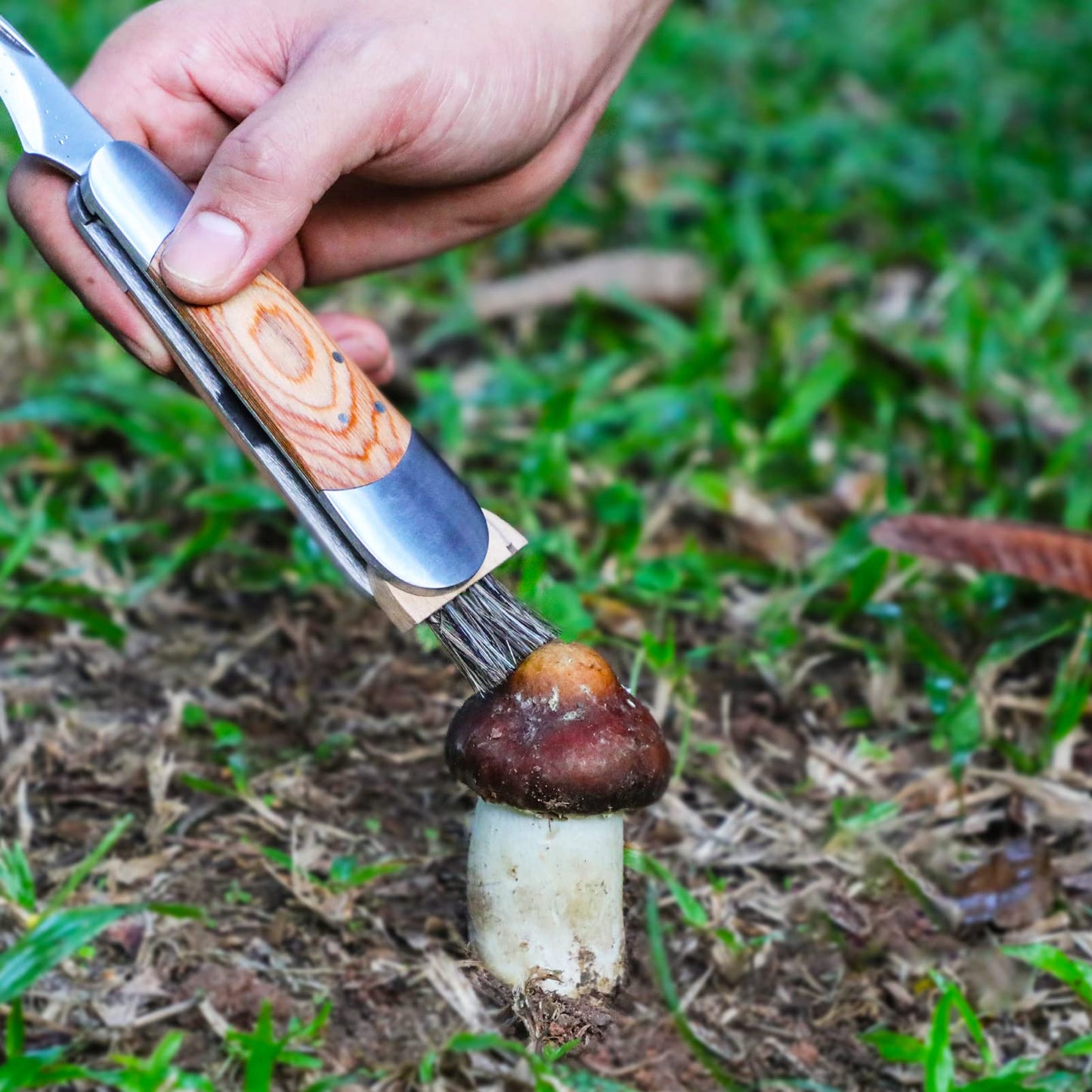 Mushroom Knife with Brush and Sheath, Curved Stainless Steel Blade, Hardwood Handle, 7.1 Inch Folding Design, for Morels, Porcini, Chanterelles, Foraging Mushroom Gifts