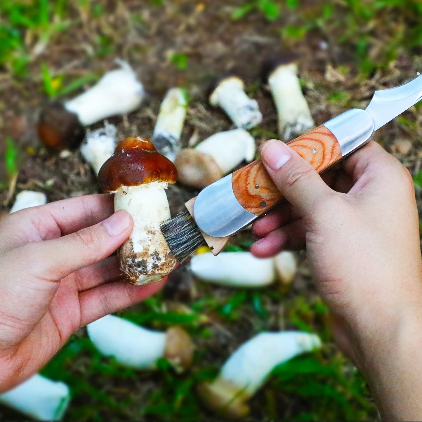 Mushroom Knife with Brush and Sheath, Curved Stainless Steel Blade, Hardwood Handle, 7.1 Inch Folding Design, for Morels, Porcini, Chanterelles, Foraging Mushroom Gifts