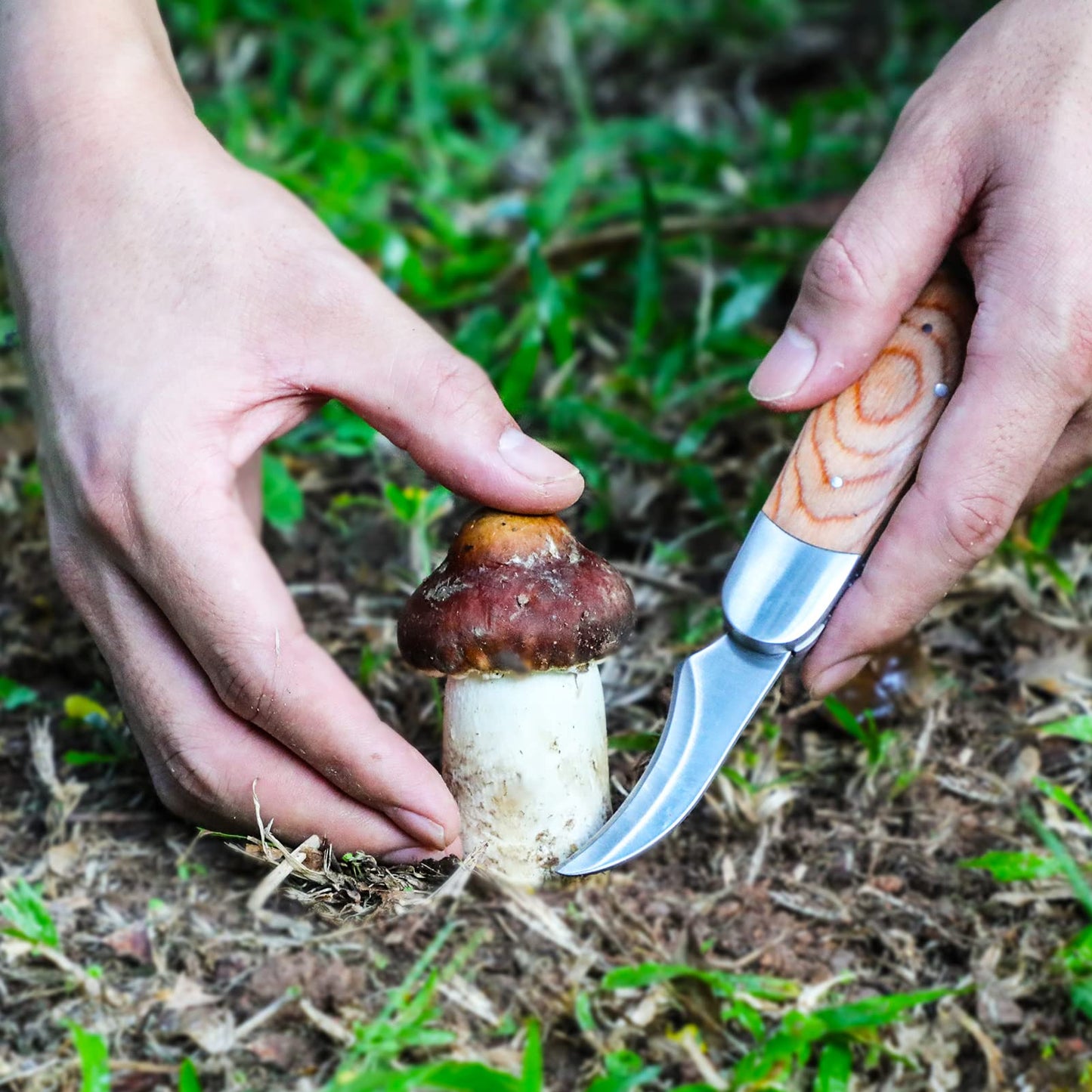 Mushroom Knife with Brush and Sheath, Curved Stainless Steel Blade, Hardwood Handle, 7.1 Inch Folding Design, for Morels, Porcini, Chanterelles, Foraging Mushroom Gifts