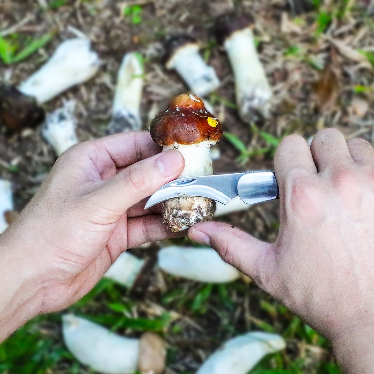 Mushroom Knife with Brush and Sheath, Curved Stainless Steel Blade, Hardwood Handle, 7.1 Inch Folding Design, for Morels, Porcini, Chanterelles, Foraging Mushroom Gifts