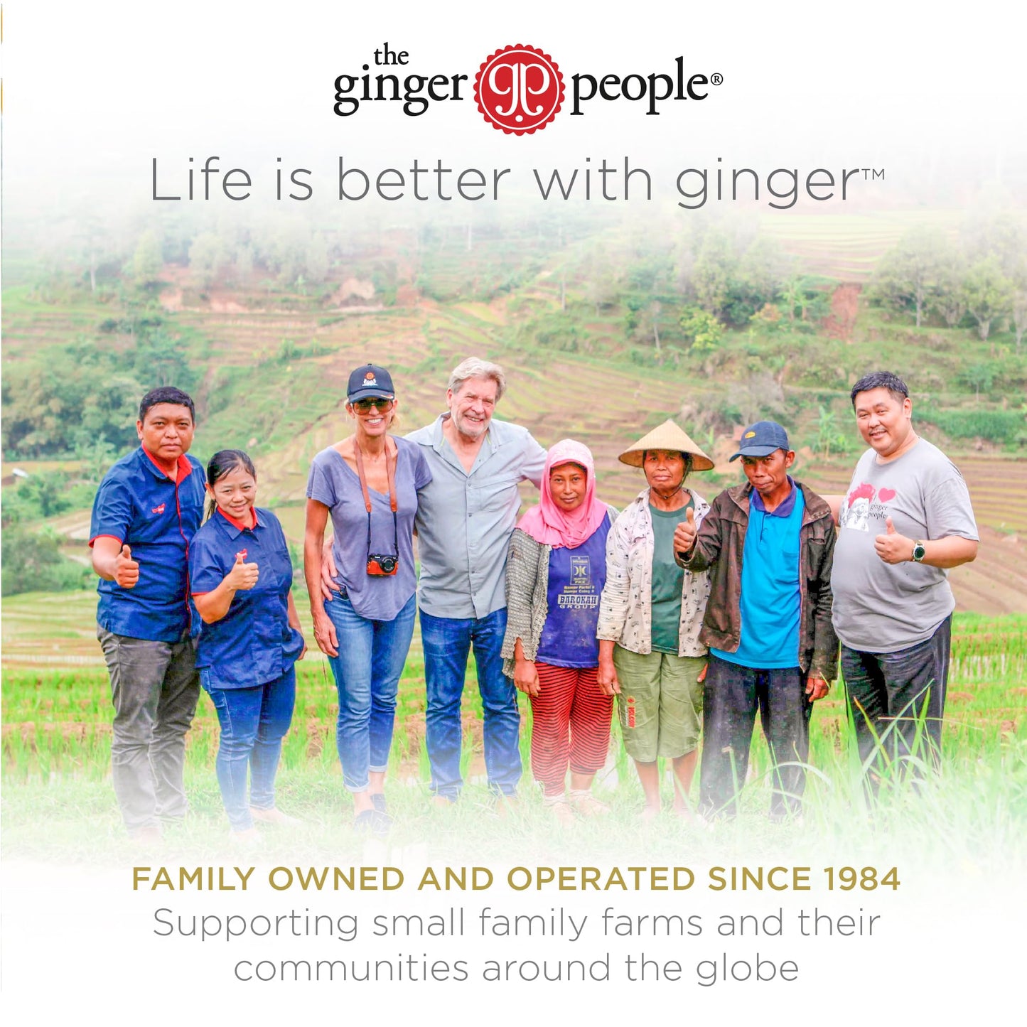 GIN GINS Spicy Apple Ginger Chews – Natural Fresh Ginger Candy by The Ginger People – Individually Wrapped Healthy Candy – Spicy Apple Ginger Flavor – Large 1 lb Bag (16oz) – Pack of 1