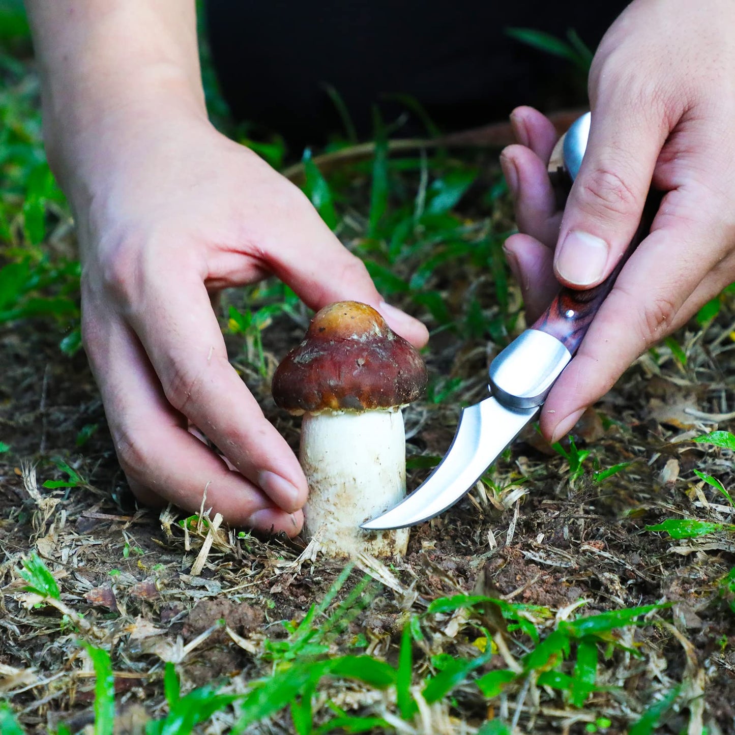 Mushroom Knife with Brush and Sheath, Curved Stainless Steel Blade, Hardwood Handle, 7.1 Inch Folding Design, for Morels, Porcini, Chanterelles, Foraging Mushroom Gifts