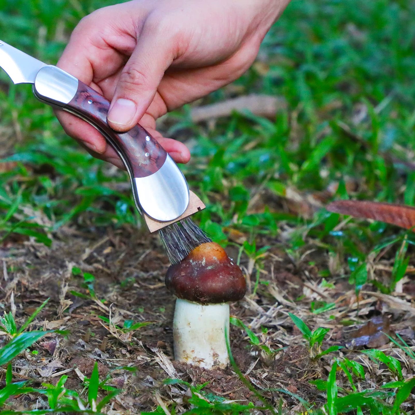 Mushroom Knife with Brush and Sheath, Curved Stainless Steel Blade, Hardwood Handle, 7.1 Inch Folding Design, for Morels, Porcini, Chanterelles, Foraging Mushroom Gifts