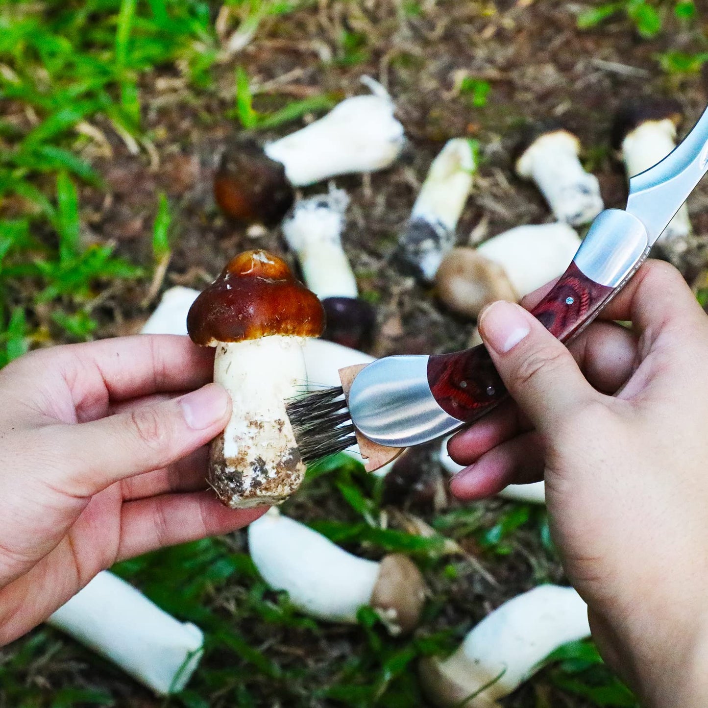 Mushroom Knife with Brush and Sheath, Curved Stainless Steel Blade, Hardwood Handle, 7.1 Inch Folding Design, for Morels, Porcini, Chanterelles, Foraging Mushroom Gifts